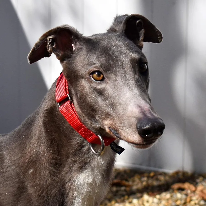 An adult large-sized male Gray / Blue / Silver Greyhound dog named Rebel for adoption in Ware, MA