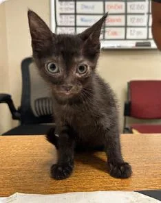 A baby small-sized female Domestic Short Hair cat named Kenshin for adoption in West Chester, PA