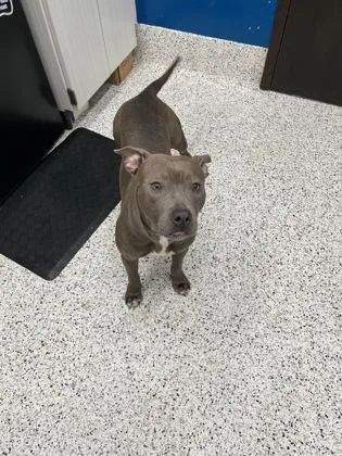 An adult medium-sized female Mixed Breed dog named Lovely Lina for adoption in Atlanta, GA
