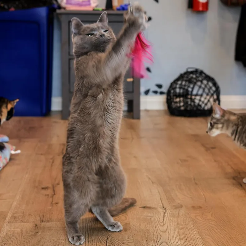 Corvette thumbnail 3