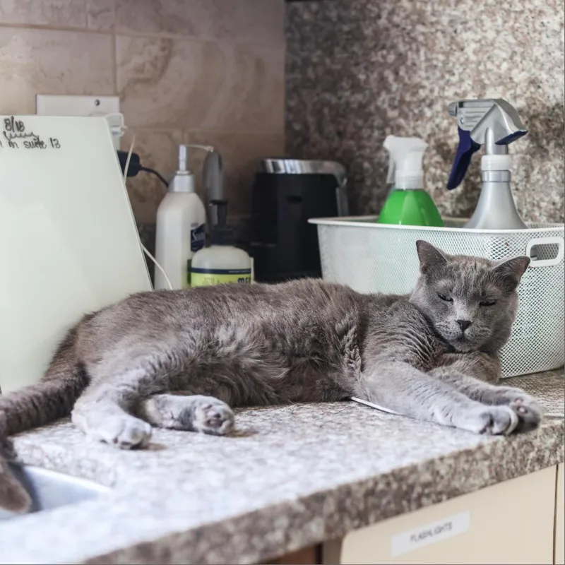 Corvette thumbnail 4