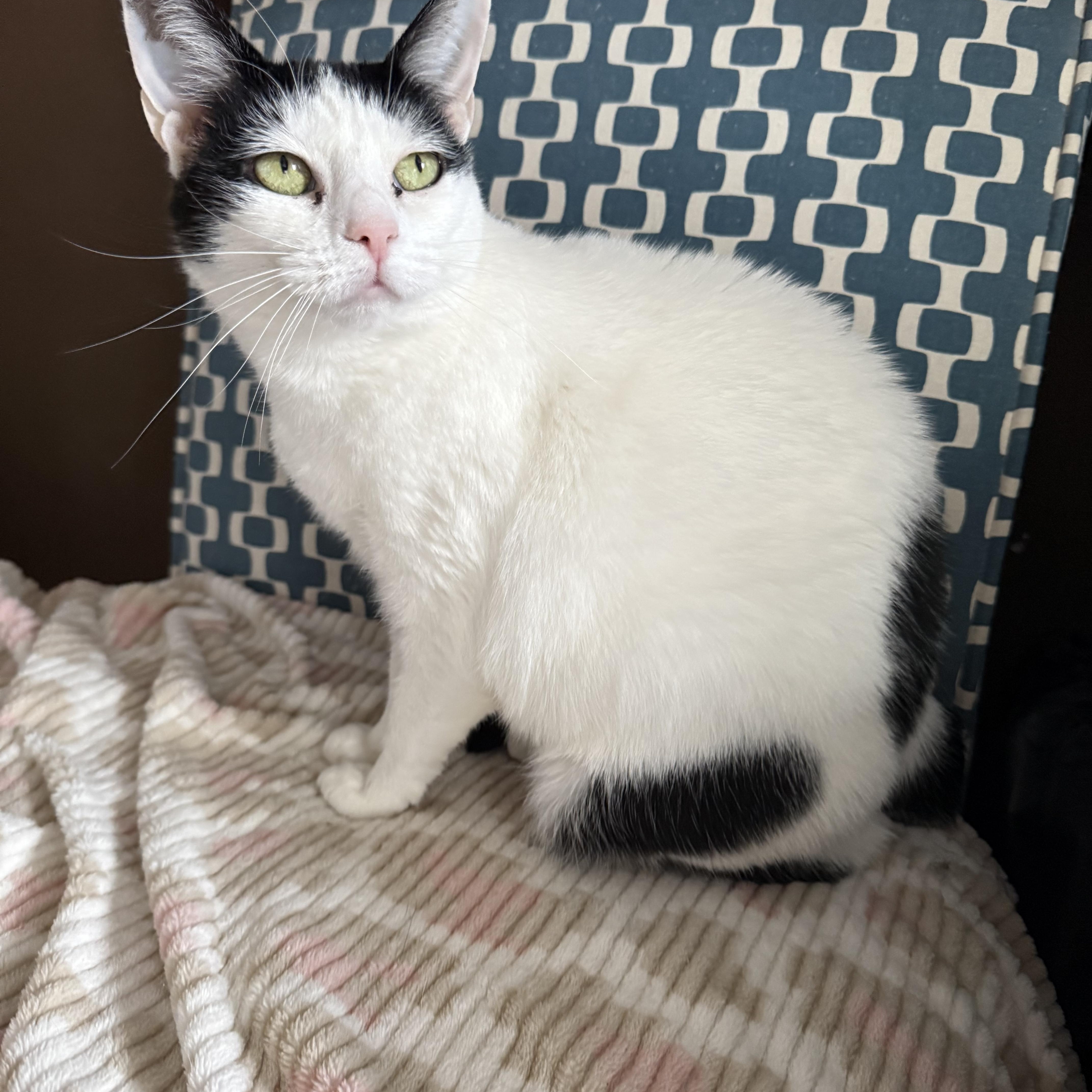 Victoria thumbnail 3