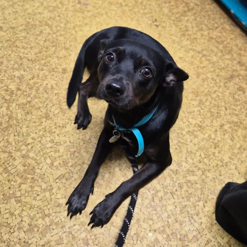 A young small-sized female Rat Terrier dog named Guinness for adoption in Wahiawa, HI