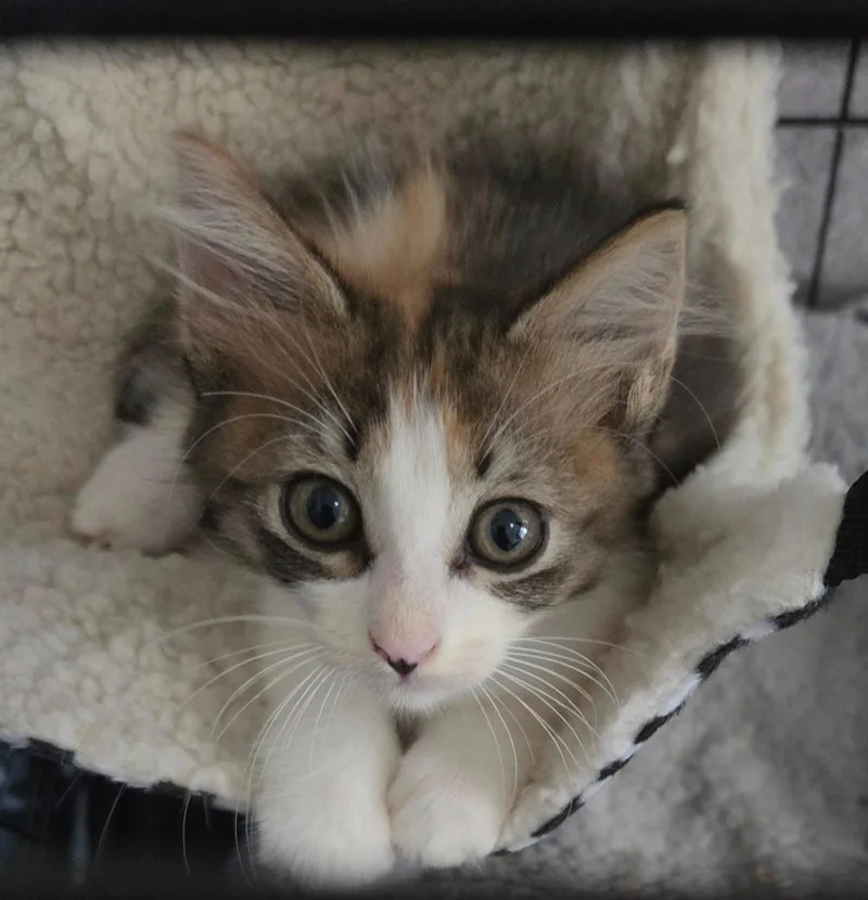 A baby medium-sized female Domestic Medium Hair cat named Clara for adoption in Orlando, FL