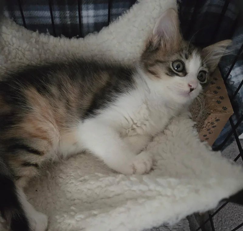 Clara thumbnail 3