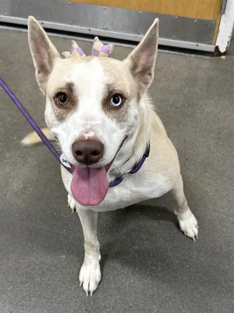 An adult medium-sized female Labrador Retriever dog named Heather for adoption in Upper Marlboro, MD