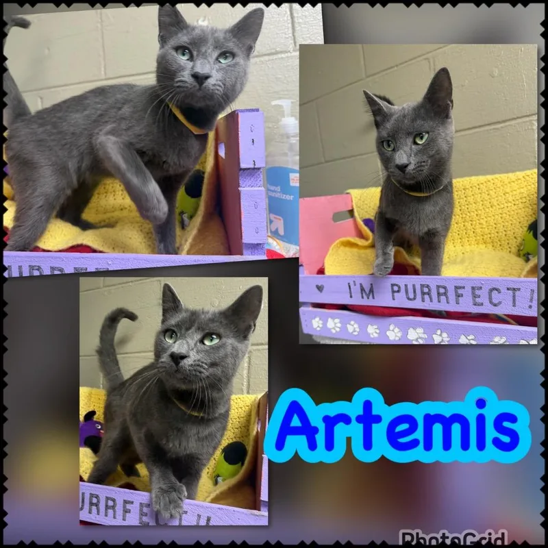 A baby small-sized male Domestic Short Hair cat named Artemis for adoption in Blountville, TN