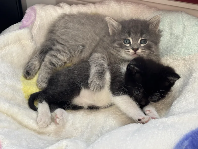 A baby small-sized female Domestic Short Hair cat named Alice for adoption in Canton, CT