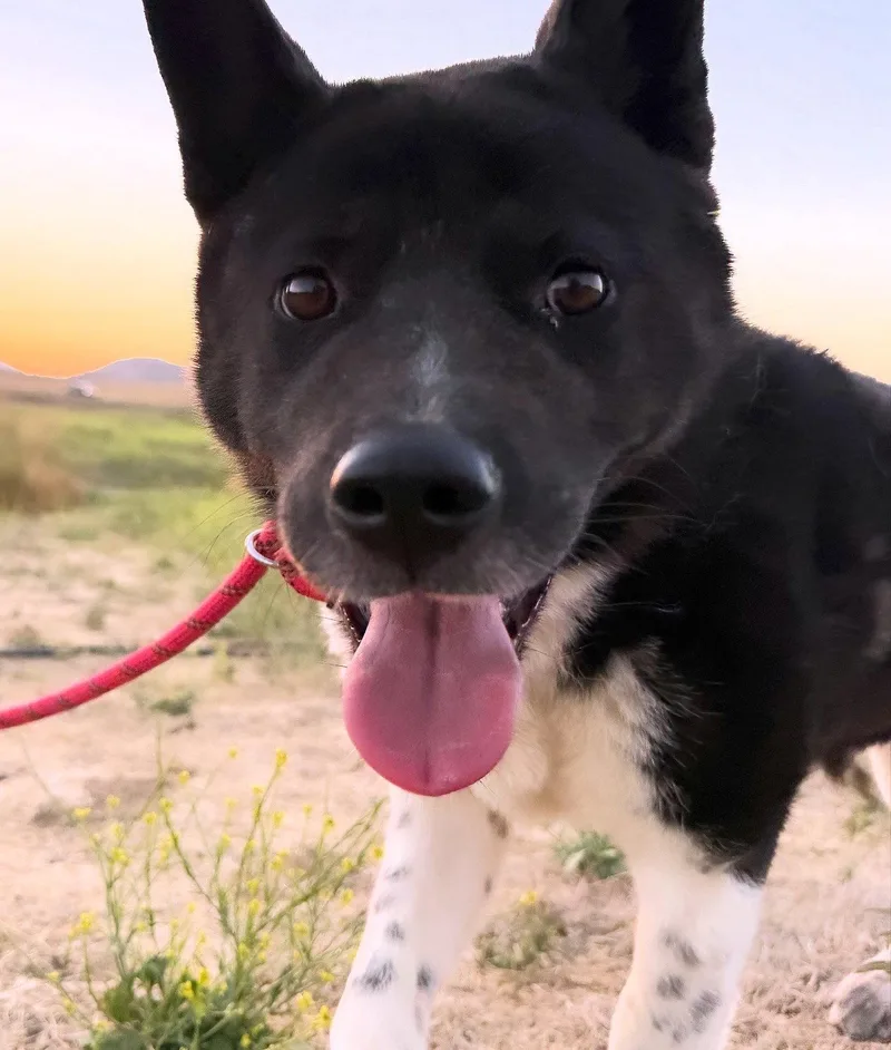 A young medium-sized female Akita dog named Sierra for adoption in Romoland, CA