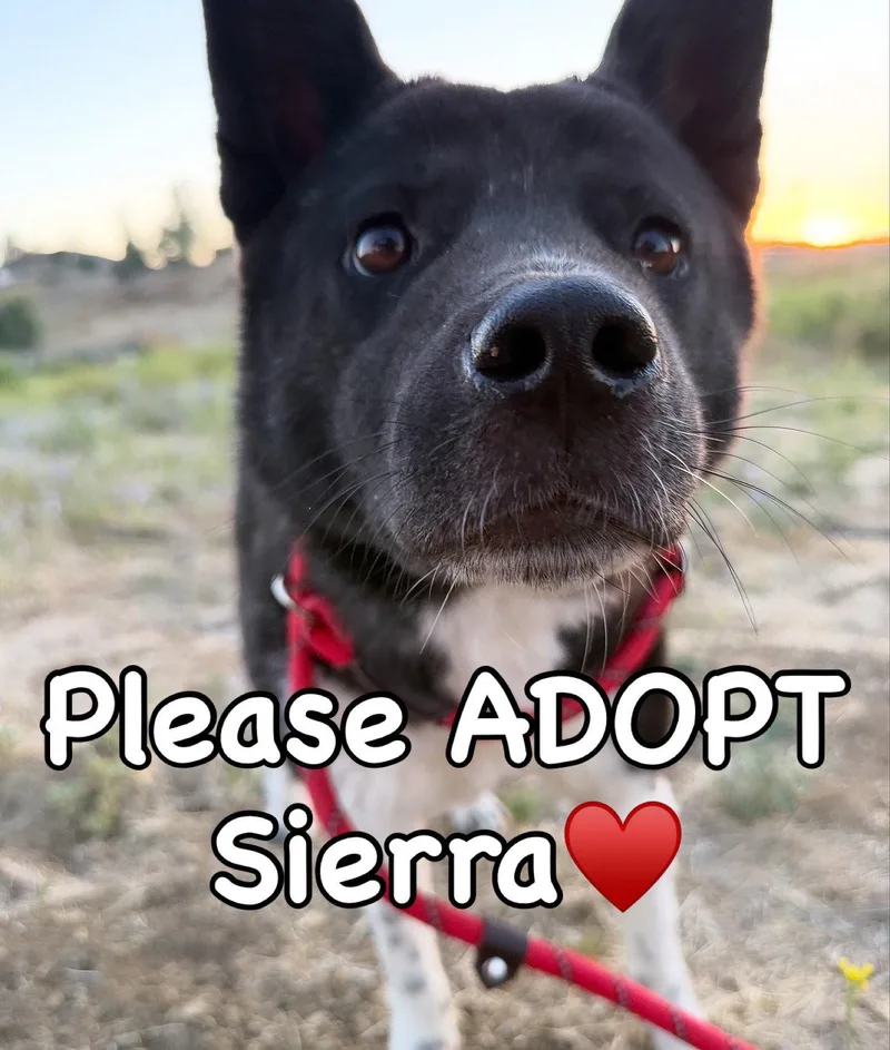 Sierra thumbnail 2