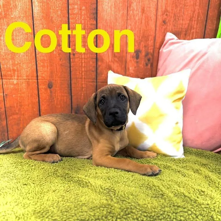 A baby small-sized male Brown / Chocolate Mixed Breed dog named Cotton for adoption in Lebanon, MO