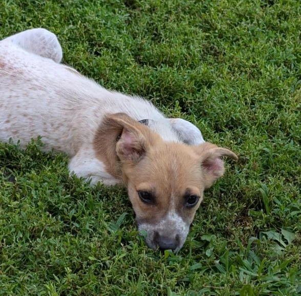 A baby large-sized female Australian Cattle Dog / Blue Heeler dog named Minnetonka for adoption in Brooklyn Center, MN