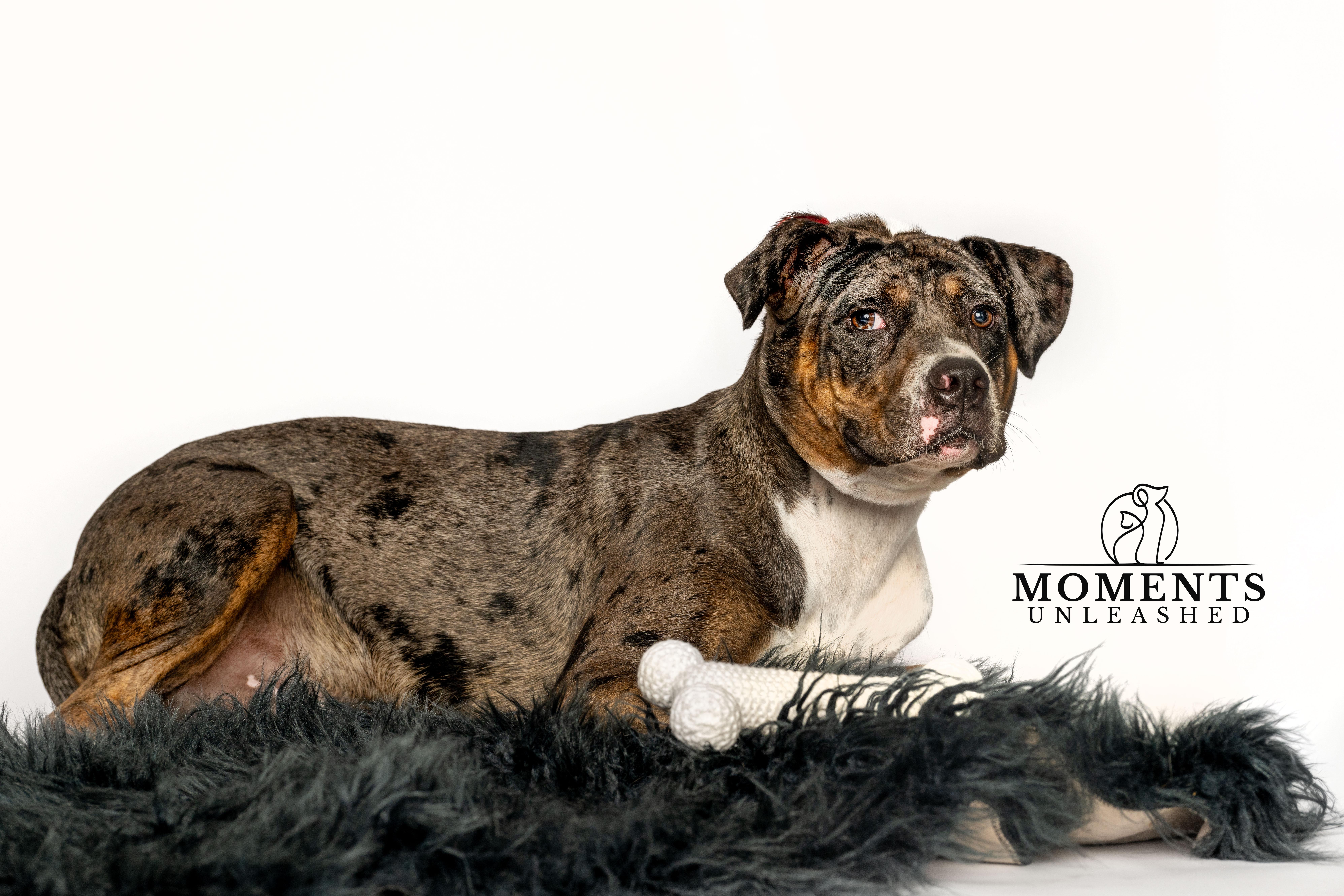 A young medium-sized male Merle (Blue) American Staffordshire Terrier dog named Ruben for adoption in Myakka City, FL