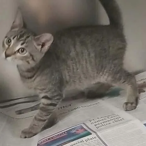 A baby small-sized male Gray / Blue / Silver Domestic Short Hair cat named Thor for adoption in Washington, DC
