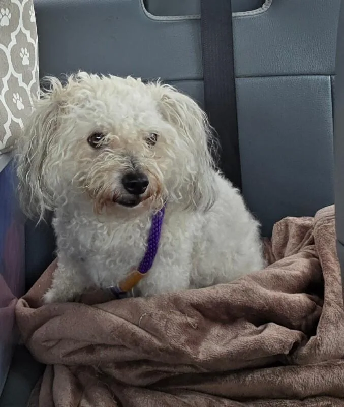 An adult small-sized female White / Cream Bichon Frise dog named Carly for adoption in Disputanta, VA