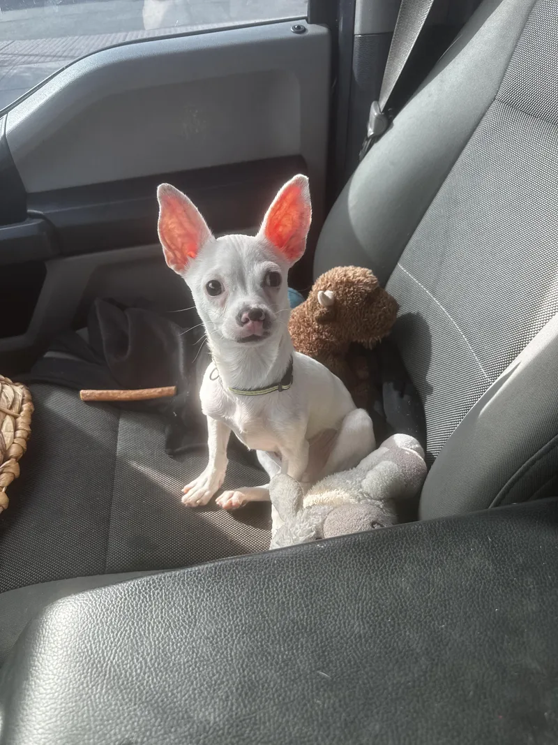 A baby small-sized male Jack Russell Terrier dog named Ryder for adoption in Lafayette, CA