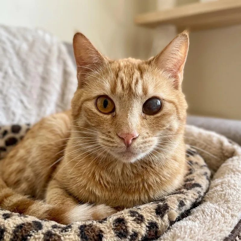 A young medium-sized male Orange & White Bengal cat named Jacob for adoption in Danbury, CT