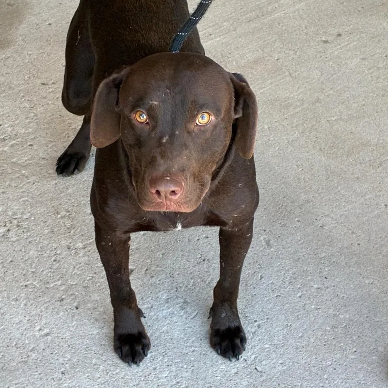 An adult medium-sized male Chocolate Labrador Retriever dog named Harris for adoption in East Saint Louis, IL