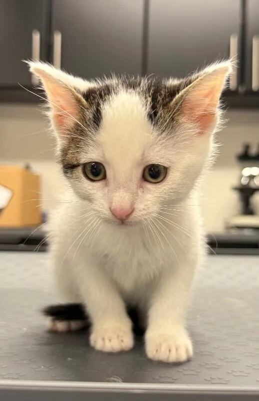 A young small-sized male Domestic Short Hair cat named Jerry for adoption in Yankton, SD