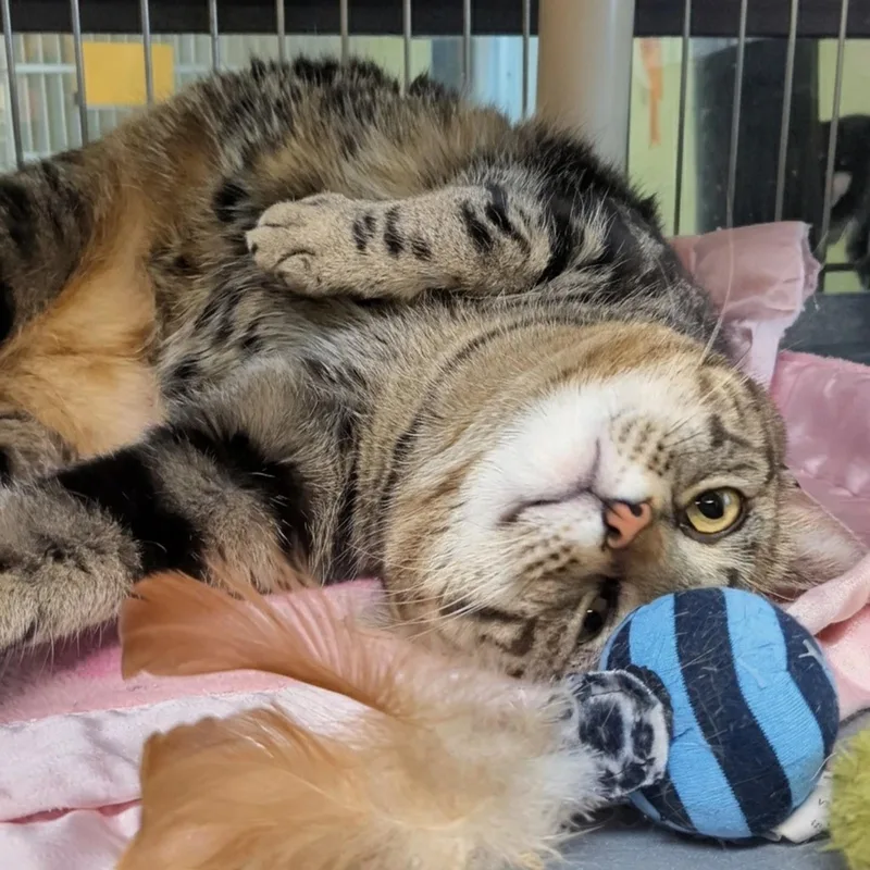 Paddington thumbnail 2