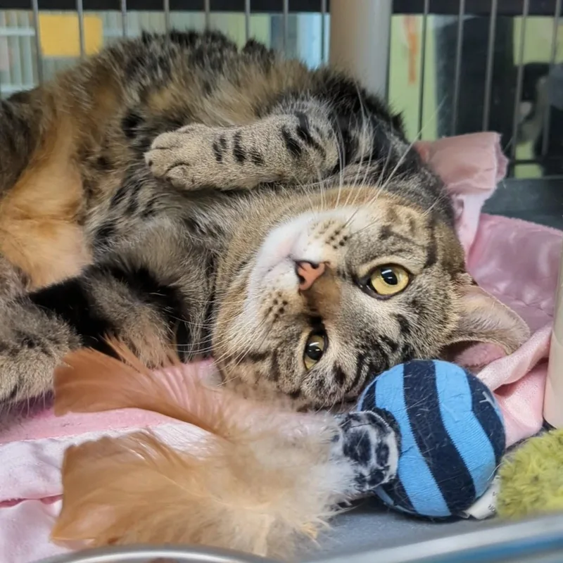 Paddington thumbnail 3