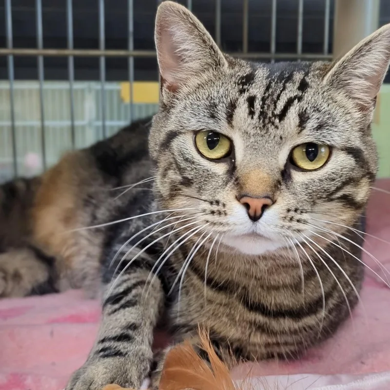 Paddington thumbnail 4