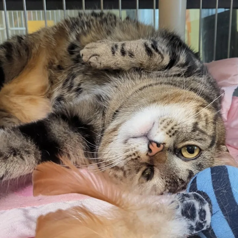 Paddington thumbnail 5