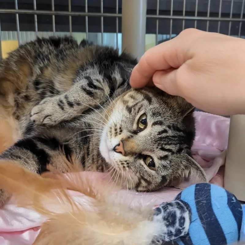 Paddington thumbnail 6