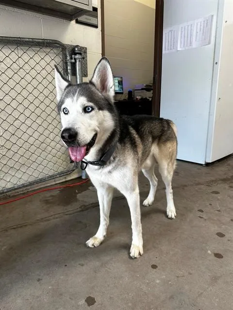 A young large-sized male Siberian Husky dog named Halo for adoption in Olivette, MO