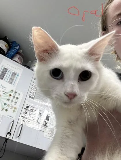 A baby medium-sized male Domestic Medium Hair cat named Opal for adoption in West Chester, PA