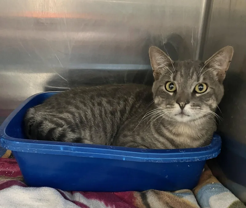 An adult medium-sized male Gray & White Domestic Short Hair cat named Theo Friendly Gray for adoption in Mitchell, SD