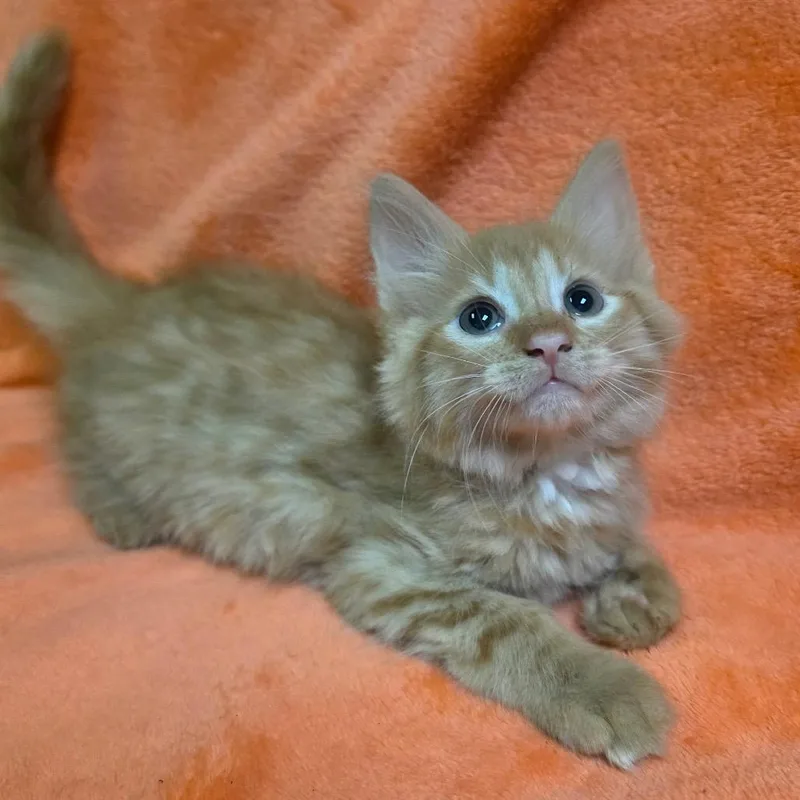 A baby medium-sized male Domestic Medium Hair cat named Ember for adoption in Graham, WA