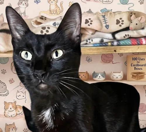 A young medium-sized female Black Domestic Short Hair cat named Dahliaq for adoption in North Highlands, CA