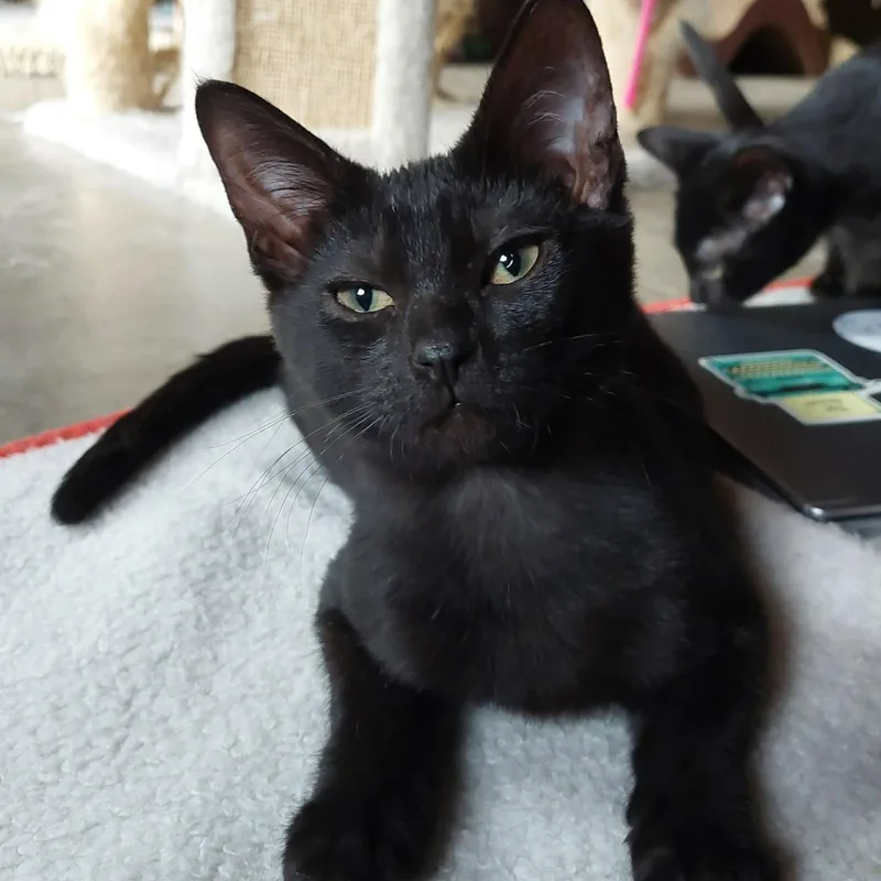 A baby medium-sized male Black Domestic Short Hair cat named Ash and Cammy for adoption in Harrisburg, PA