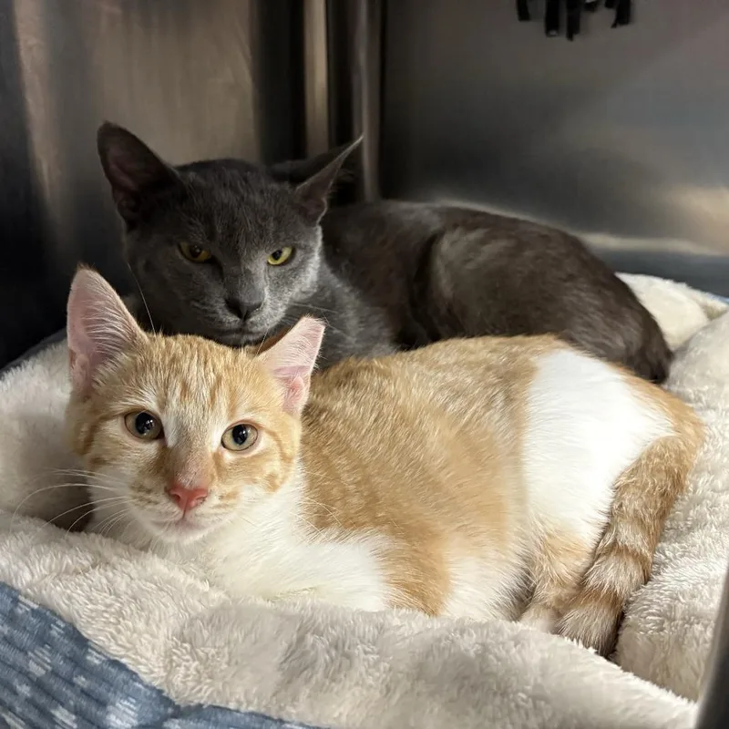 A baby small-sized male Orange / Red Domestic Short Hair cat named D&O: Duckey for adoption in Falls Church, VA