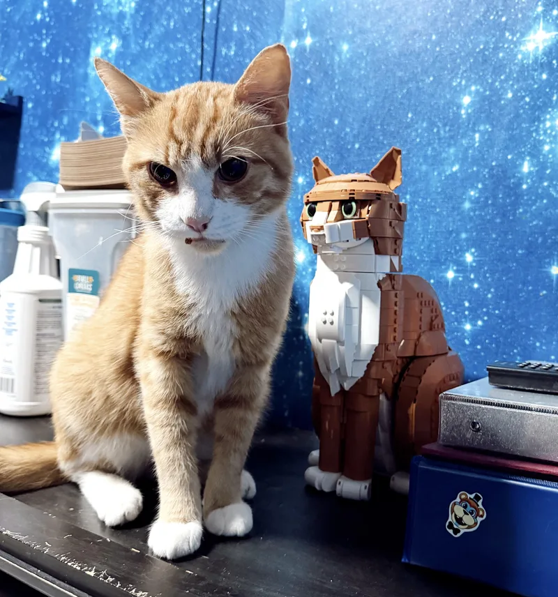 A young medium-sized male Orange & White Tabby cat named Jason for adoption in Philadelphia, PA