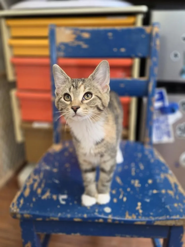 A young medium-sized female Domestic Short Hair cat named Elara for adoption in Wild Rose, WI