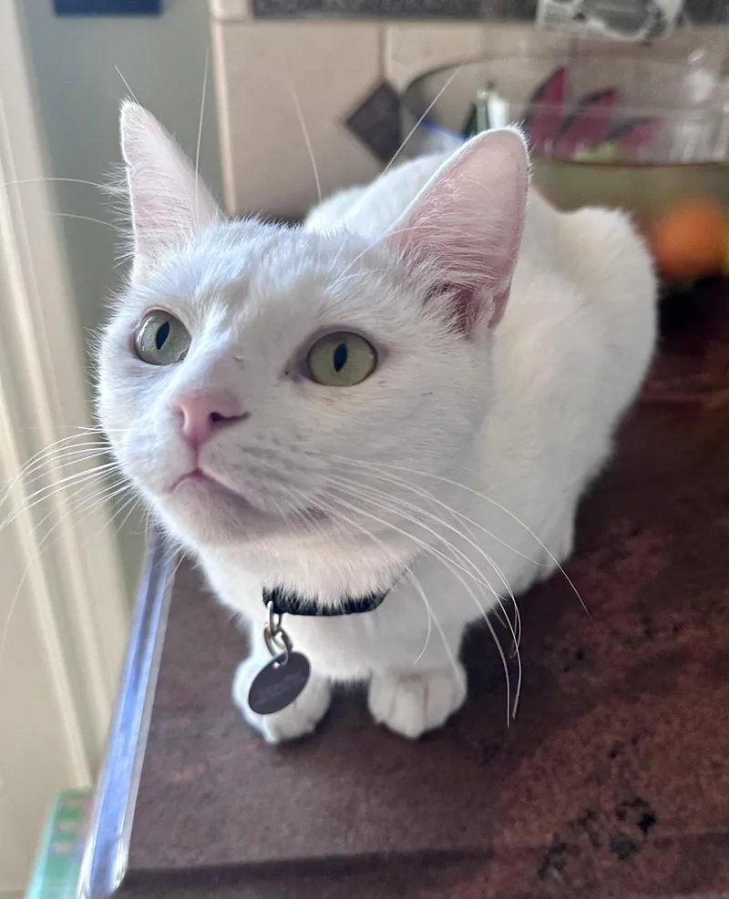 Milky Man thumbnail 2