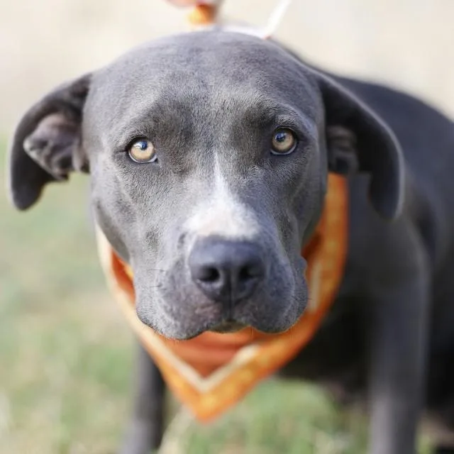 A young large-sized female American Staffordshire Terrier dog named Nina for adoption in San Antonio, TX