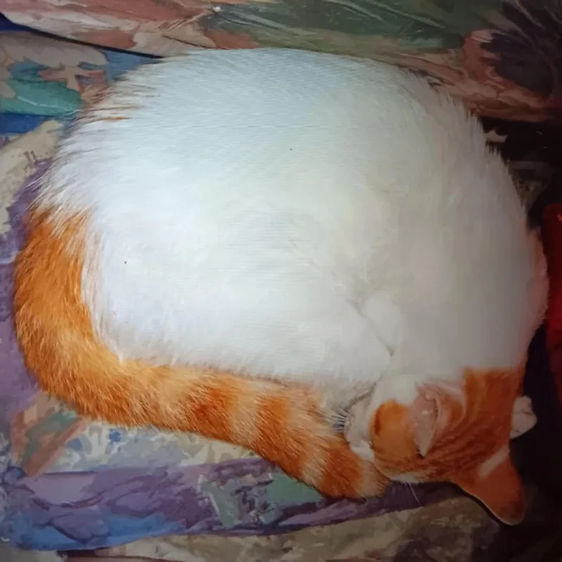 Madonna W thumbnail 2