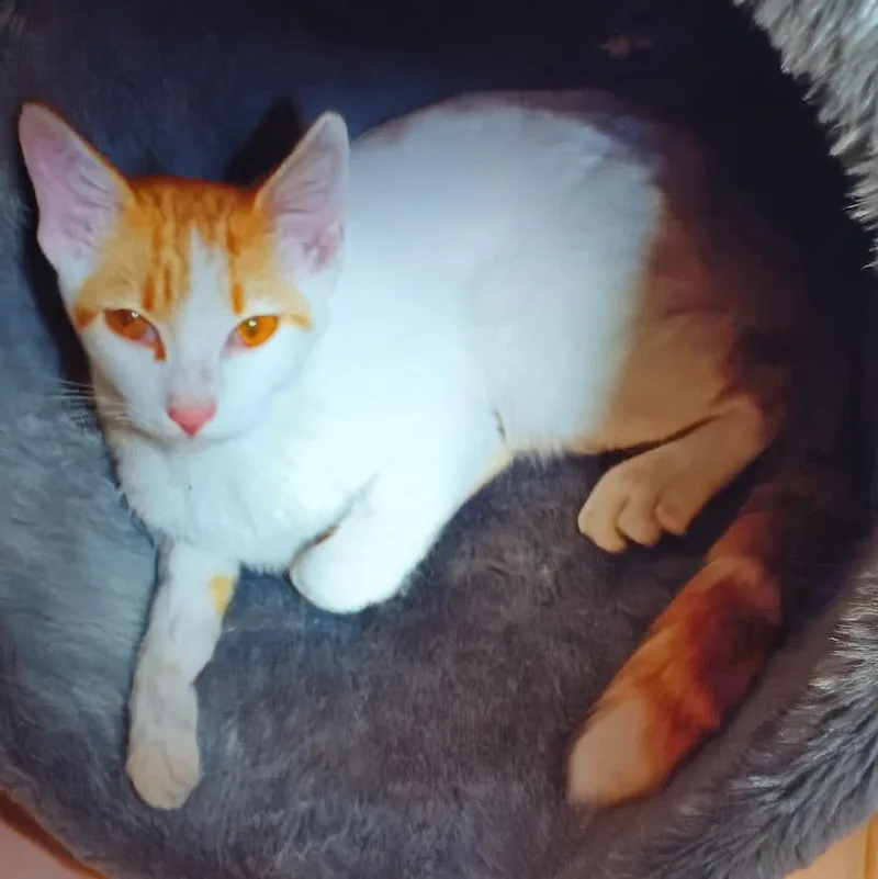 Madonna W thumbnail 3