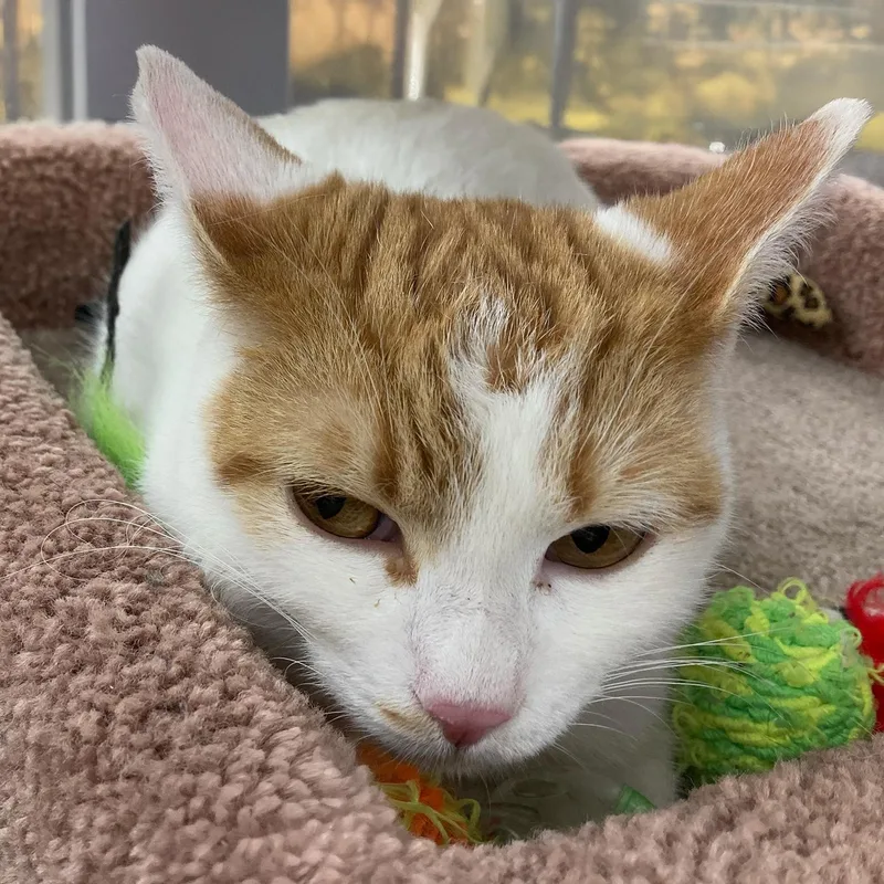 Madonna W thumbnail 4