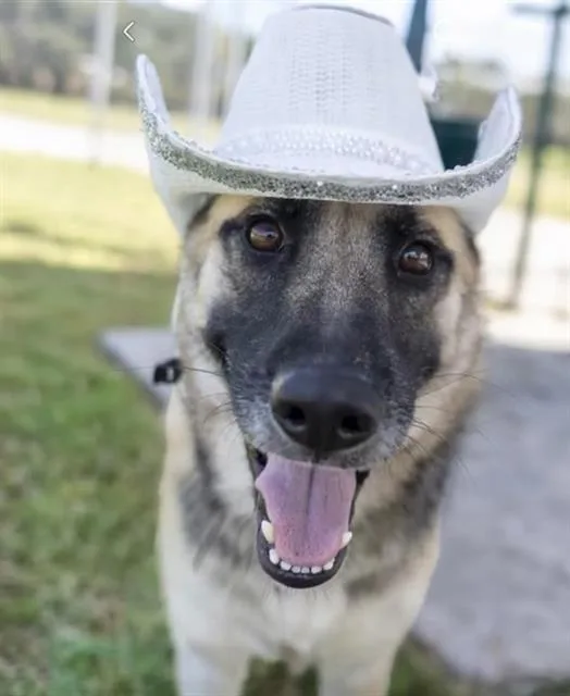 A young medium-sized female German Shepherd Dog dog named Shakira for adoption in Houston, TX