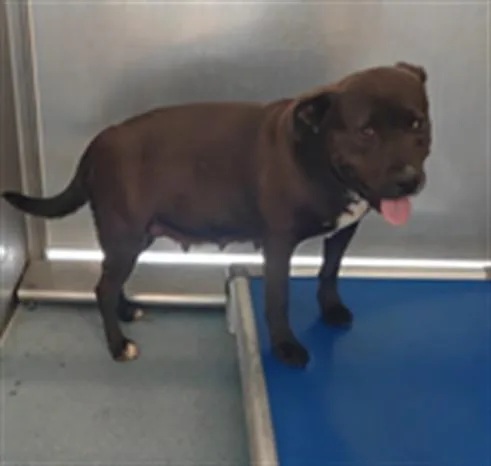 An adult medium-sized female Pit Bull Terrier dog named Valentina for adoption in Baldwin Park, CA