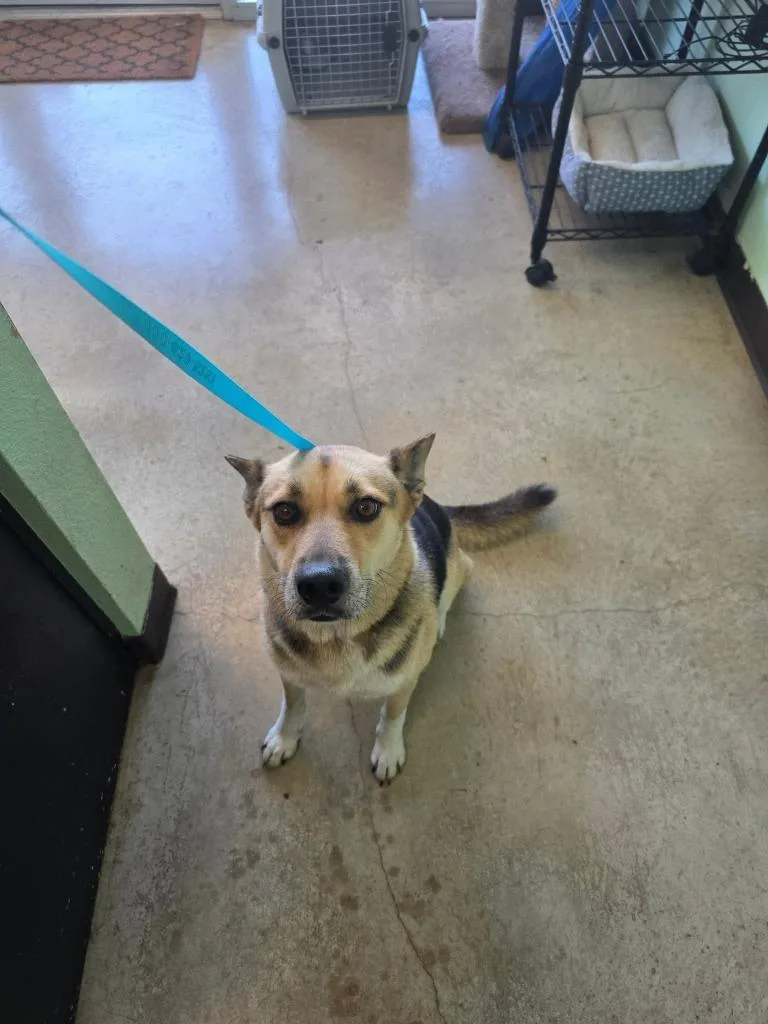 An adult medium-sized female German Shepherd Dog dog named Cranberry for adoption in New Braunfels, TX