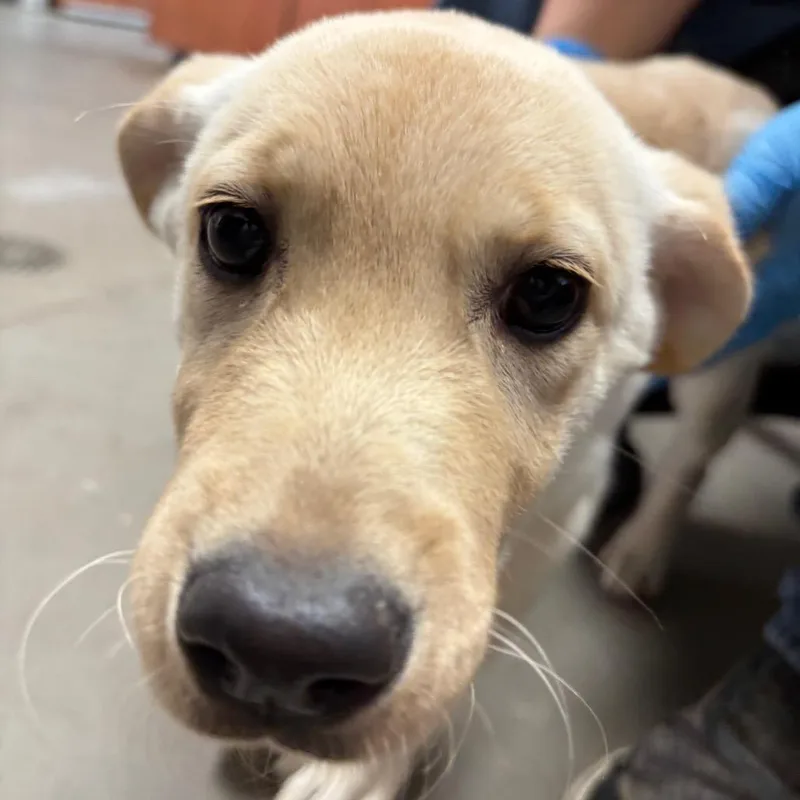A baby small-sized female Labrador Retriever dog named Applejack for adoption in Yuma, AZ