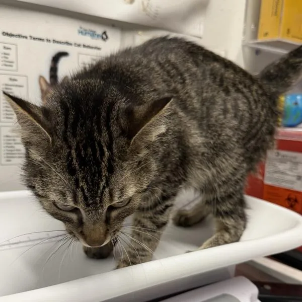 A young medium-sized female Domestic Short Hair cat named Isabella for adoption in Escondido, CA