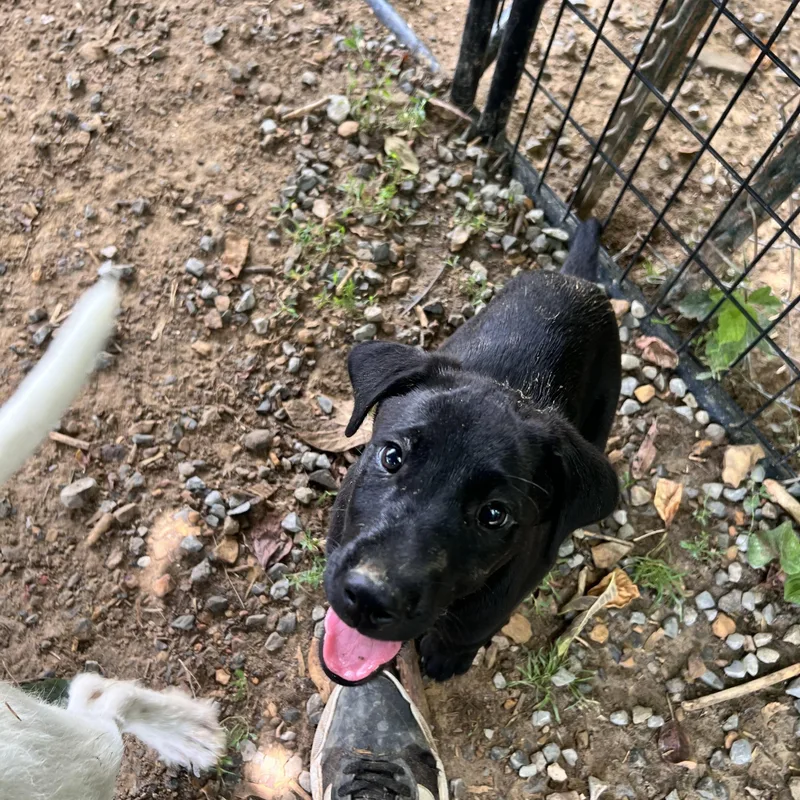 A baby medium-sized male Black Labrador Retriever dog named Milo Monopoly for adoption in Andover, MA
