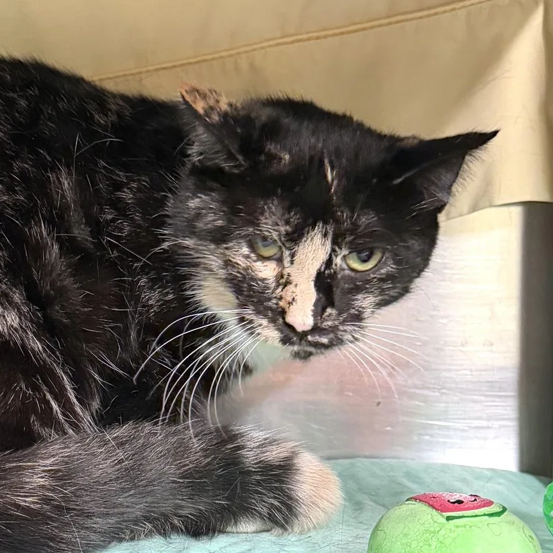 A young medium-sized female Black Domestic Short Hair cat named All Spice for adoption in Kennebunk, ME
