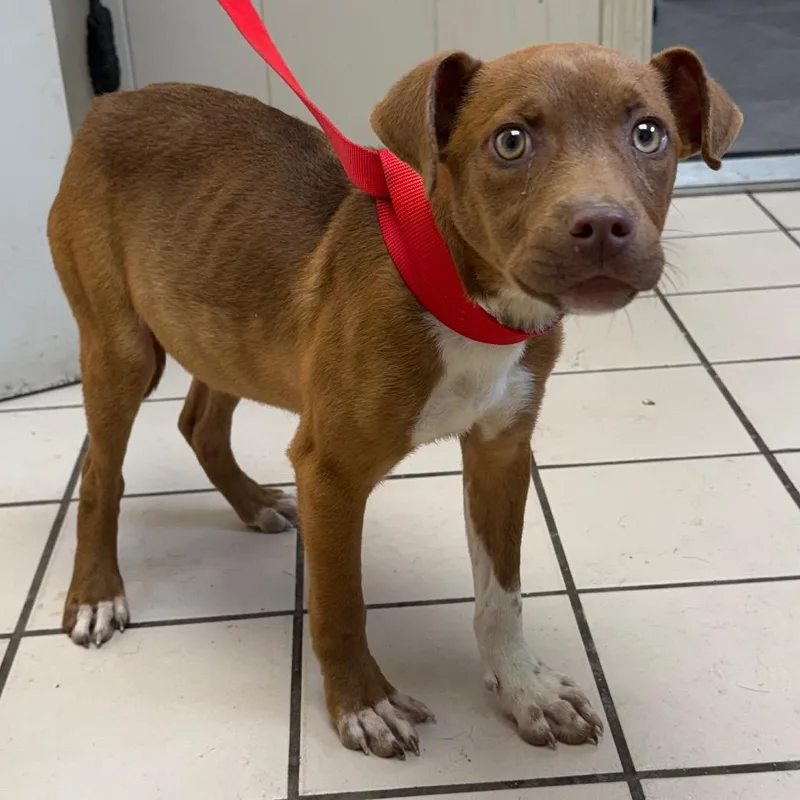 A young medium-sized male Brown / Chocolate Terrier dog named Butterscotch for adoption in Tuscaloosa, AL